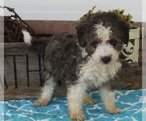 Miniature American Shepherd-Poodle (Miniature) Mix Puppy for sale in FREDERICKSBURG, OH, USA