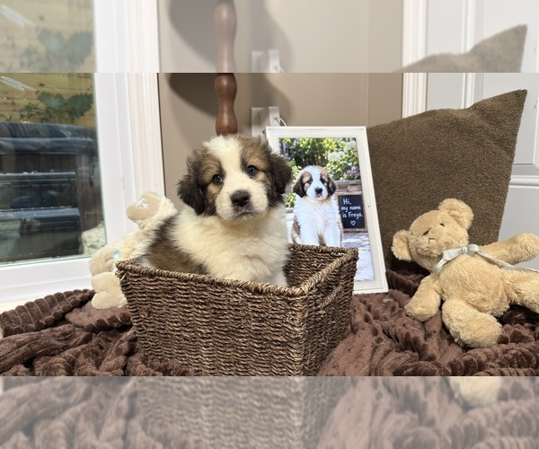 Medium Photo #95 Aussie Pyrenees Puppy For Sale in LEXINGTON, SC, USA
