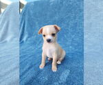 Small #5 Chihuahua Mix