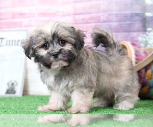 Coton Tzu Puppy for sale in BEL AIR, MD, USA