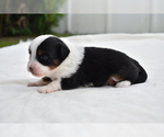 Small #2 Miniature Australian Shepherd