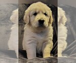 Puppy Red boy Golden Retriever