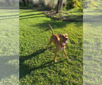 Small #2 Mutt