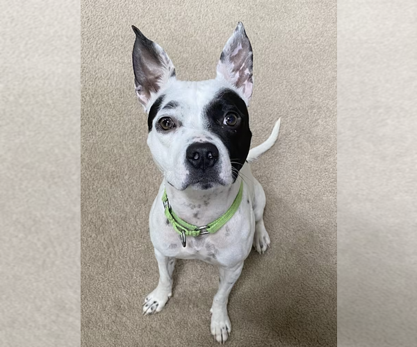 Medium Photo #1 Dalmatian-Rat Terrier Mix Puppy For Sale in Decatur, GA, USA