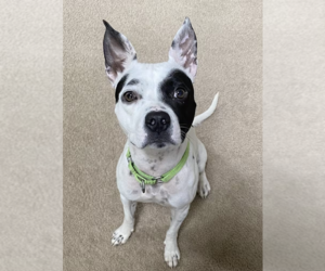 Dalmatian-Rat Terrier Mix Dogs for adoption in Decatur, GA, USA