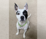 Small Dalmatian-Rat Terrier Mix