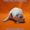 Small Photo #217 Dogo Argentino Puppy For Sale in PINEVILLE, MO, USA
