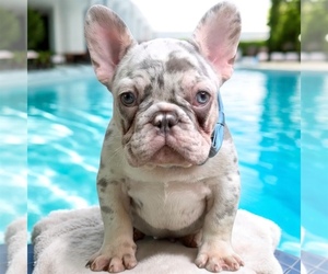 French Bulldog Puppy for sale in PORT SAINT LUCIE, FL, USA