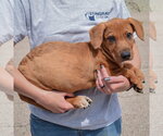 Small #1 Bassetdor