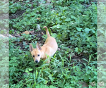 Small #7 Mutt