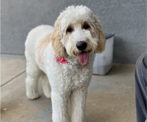 Mother of the Goldendoodle-Poodle (Standard) Mix puppies born on 04/18/2024