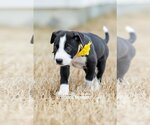 Small #3 American Pit Bull Terrier-Labrador Retriever Mix