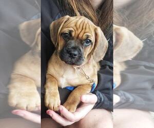 Frengle Puppy for sale in AMISSVILLE, VA, USA