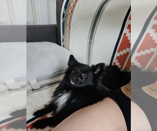 Medium Photo #5 Pomeranian Puppy For Sale in PAWTUCKET, RI, USA