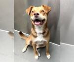 Small #1 Australian Shepherd Mix