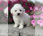 Small #3 Bichon Frise