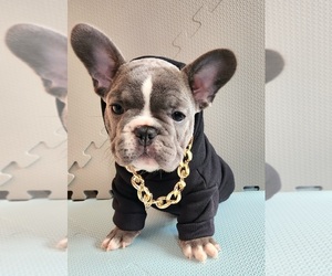 French Bulldog Puppy for sale in GRAND RAPIDS, MI, USA