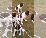 Small Photo #25 English Springer Spaniel Puppy For Sale in LEWISBERRY, PA, USA