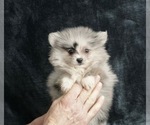 Puppy 11 Pomeranian