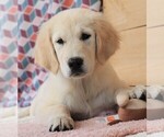 Small Photo #12 Golden Retriever Puppy For Sale in SYRACUSE, IN, USA