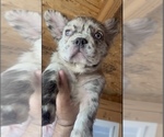 Small Photo #9 English Bulldog Puppy For Sale in LITITZ, PA, USA