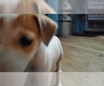 Small Photo #4 Jack Russell Terrier Puppy For Sale in WATERFORD, CT, USA