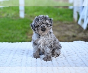 Poodle (Toy) Puppy for sale in MILLERSBURG, OH, USA