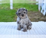 Small Poodle (Toy)