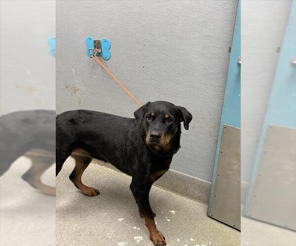 Medium Photo #1 Rottweiler-Unknown Mix Puppy For Sale in Las Vegas, NV, USA