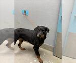 Small Rottweiler Mix