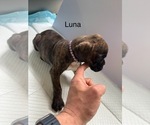 Puppy Luna Boxer