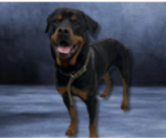 Small Rottweiler