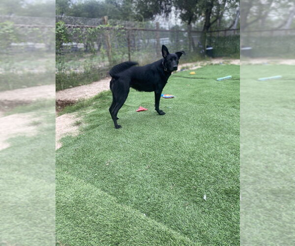 Medium Photo #1 German Shepherd Dog-Unknown Mix Puppy For Sale in FRAMINGHAM, MA, USA