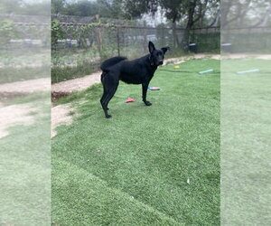 German Shepherd Dog-Unknown Mix Dogs for adoption in FRAMINGHAM, MA, USA