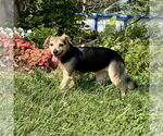 Small #8 Beagle-Chihuahua Mix