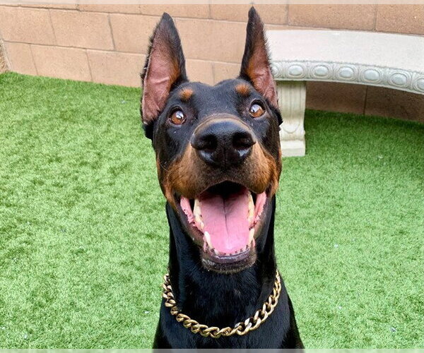 Medium Photo #1 Doberman Pinscher Puppy For Sale in Moreno Valley, CA, USA