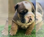 Small Photo #21 Bulldog Puppy For Sale in STOCKBRIDGE, GA, USA