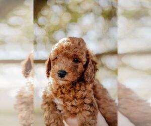 Goldendoodle (Miniature) Puppy for sale in PATTERSON, CA, USA