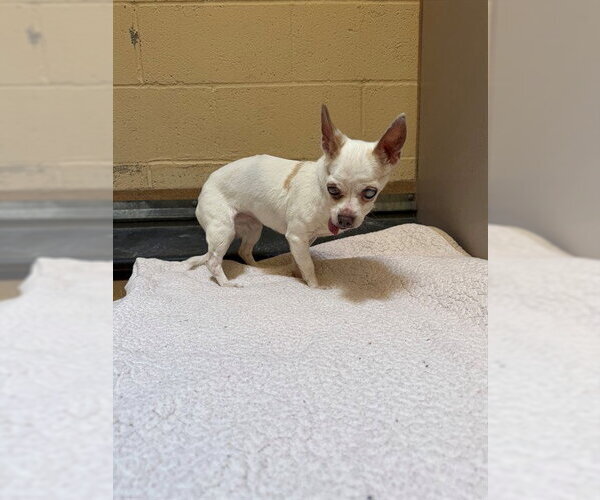 Medium Photo #1 Chihuahua Puppy For Sale in Martinez, CA, USA