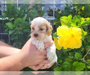 Cockapoo Puppy for sale in NORTH FORT MYERS, FL, USA