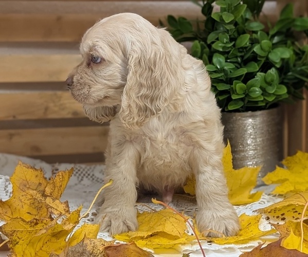 Medium Photo #10 Cocker Spaniel Puppy For Sale in GOSHEN, IN, USA