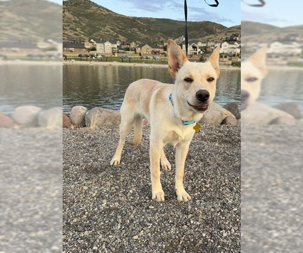 Medium Photo #15 German Shepherd Dog-Unknown Mix Puppy For Sale in Sandy, UT, USA