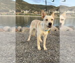 Small #14 German Shepherd Dog Mix
