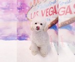 Small Photo #4 Poodle (Toy) Puppy For Sale in LAS VEGAS, NV, USA