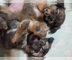 Small #8 Maltipom