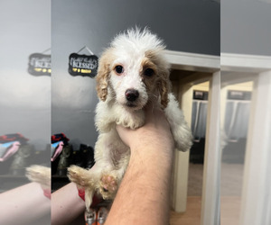 Cockapoo Puppy for sale in RICHMOND, IN, USA