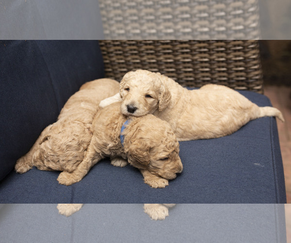 Medium Photo #3 Goldendoodle Puppy For Sale in CITRUS HEIGHTS, CA, USA