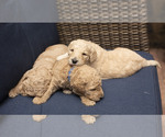Small Photo #3 Goldendoodle Puppy For Sale in CITRUS HEIGHTS, CA, USA