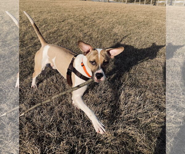 Medium Photo #2 Bogle Puppy For Sale in Plainfield, IL, USA