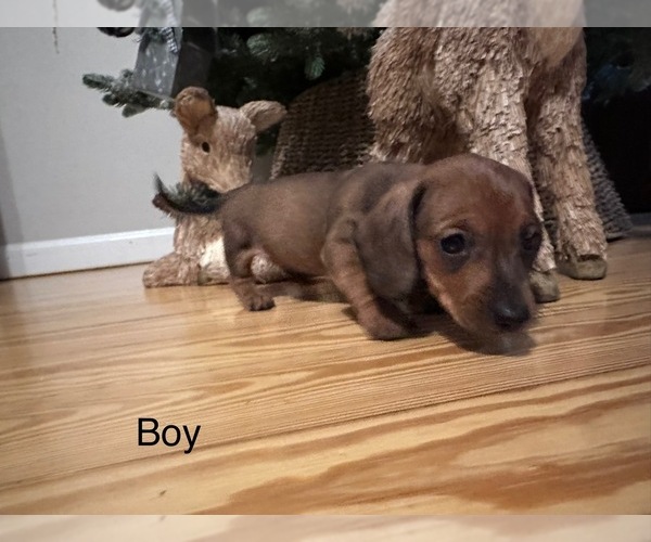 Medium Photo #2 Dachshund Puppy For Sale in ALBEMARLE, NC, USA